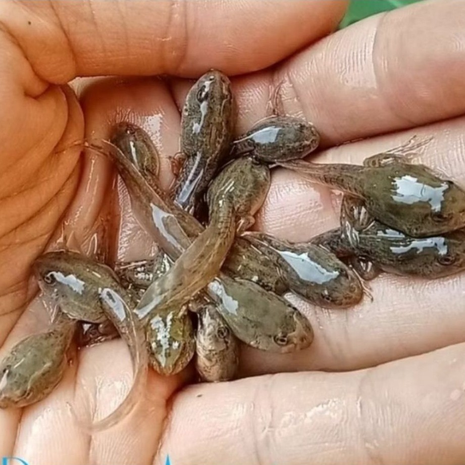 kecebong 100+5 pcs pakan ikan