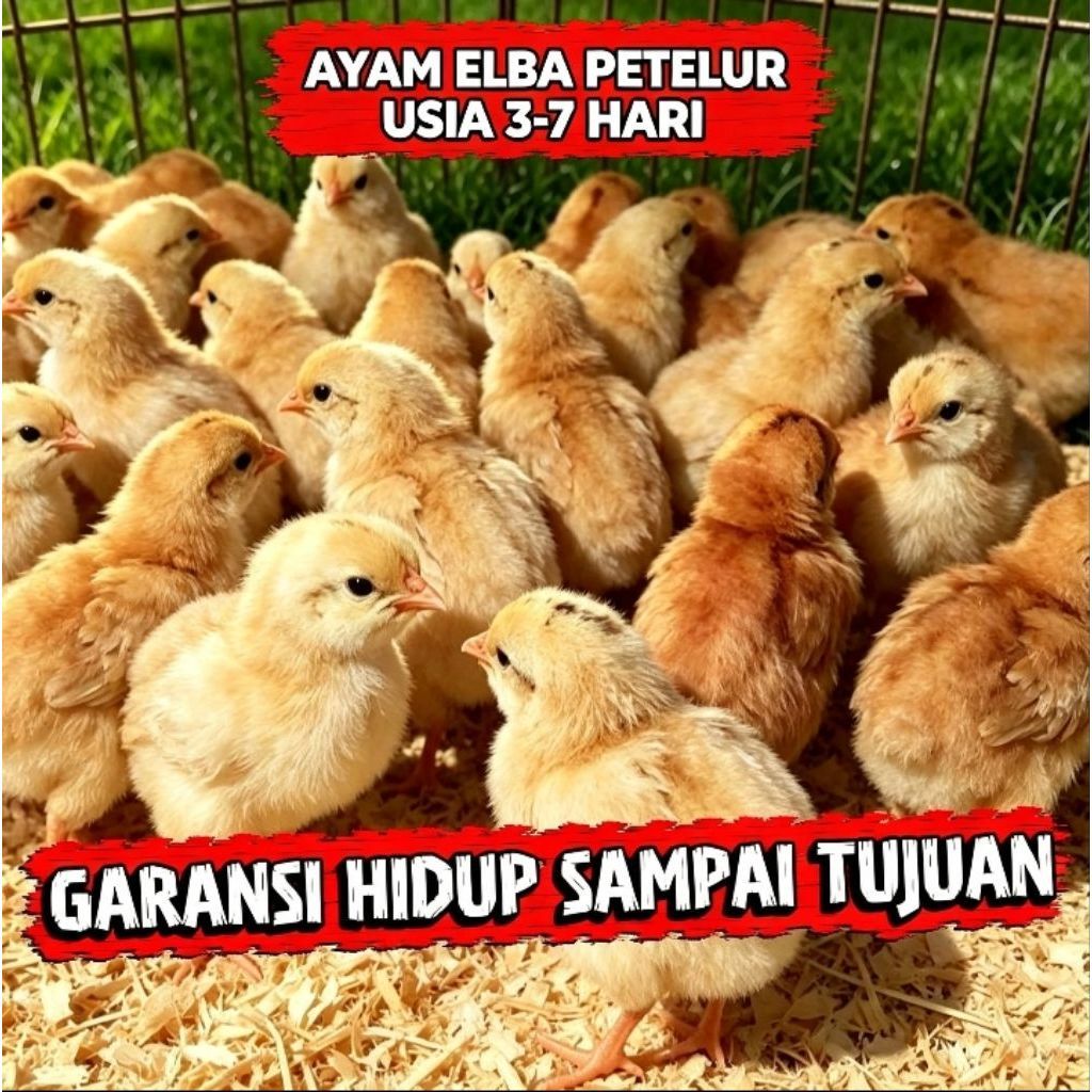 Doc Ayam Elba Petelur Kampung Asli Sudah Vaksin Lengkap Sehat Lincah Betina Murni Tahan Cuaca Hasil 