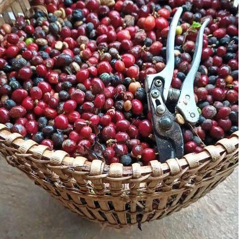 Biji Kopi Robusta Buhun - Kualitas Terbaik untuk Kopi Anda