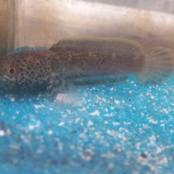 ikan channa limbata granit