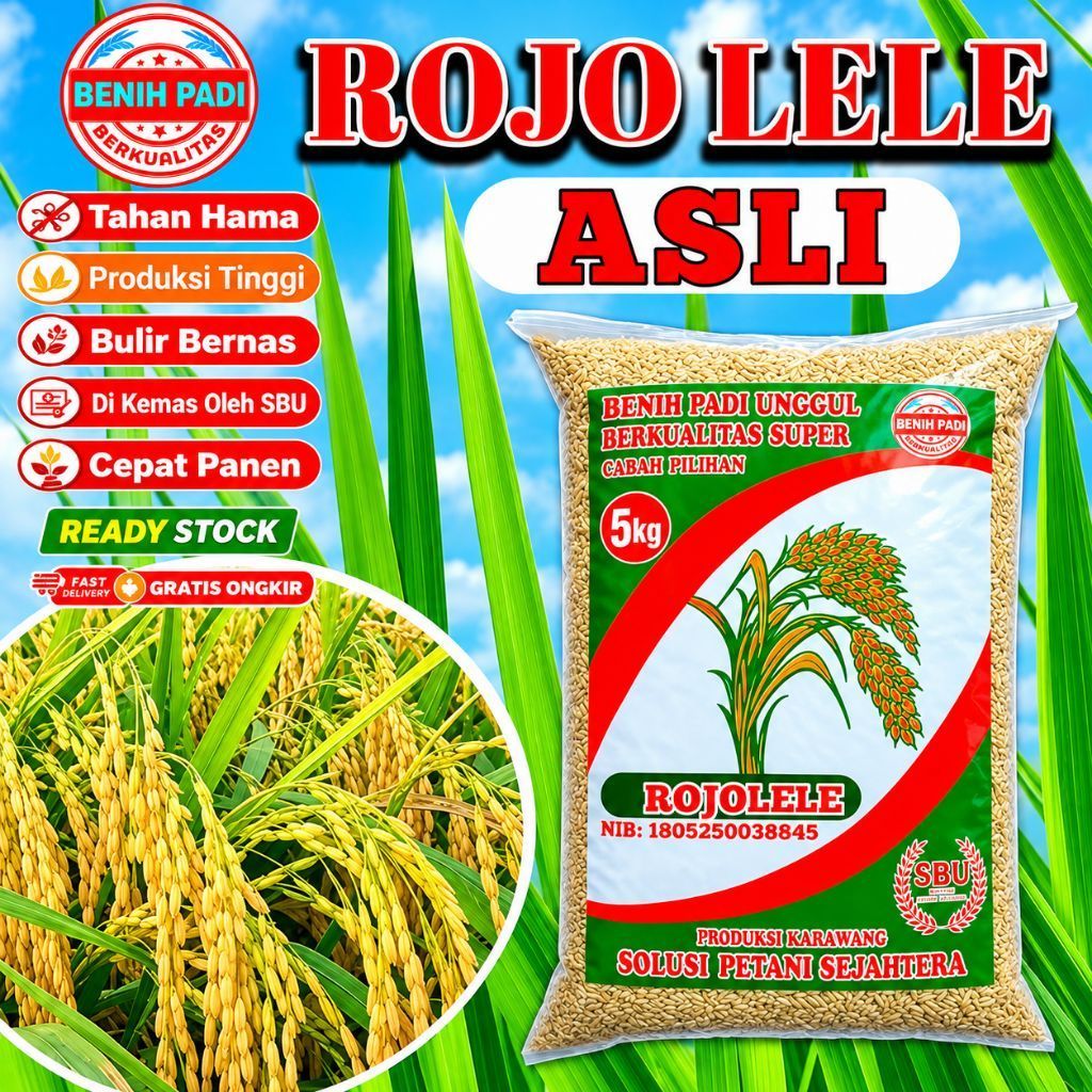 BENIH PADI UNGGUL ROJOLELE ASLI BERKUALITAS SUPER 5KG