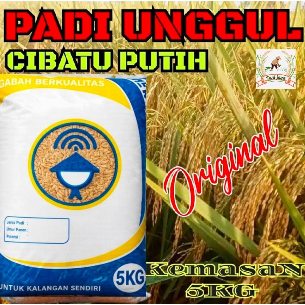 benih padi Cibatu putih berkualitas 5kg