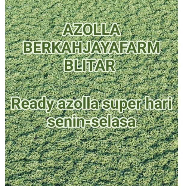 1000 ML BIBIT INDUKAN AZOLLA KUALITAS SUPER GEMUK (PAKING MENGUNAKAN MIKA/ TIPWELL 1000ML) pakan alt