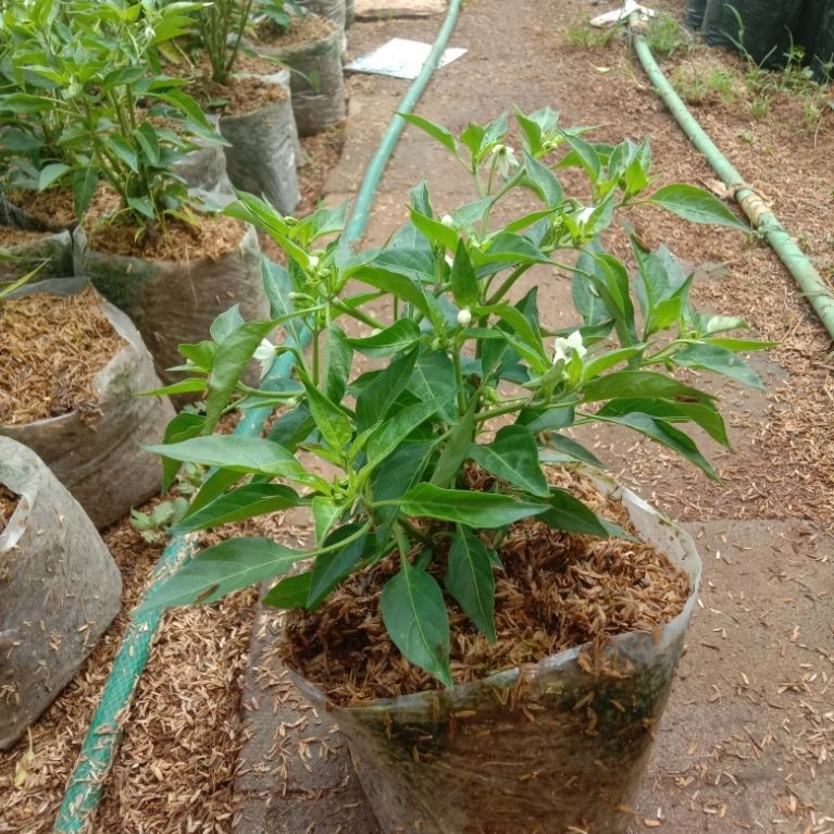 bibit pohon cabe rawit hijau pohon cabe rawit rawit