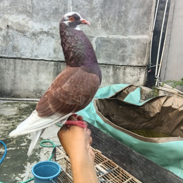 MERPATI DARA BALAP MERPATI KOLONGAN TINGGIAN BLANTONG BLOROK / Merpati Balap