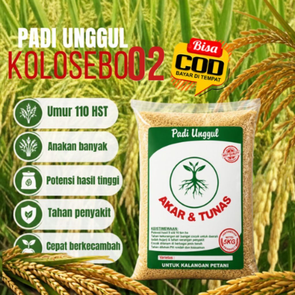 Benih Padi Kolosebo 02 Padi Unggul kemasan 5kg