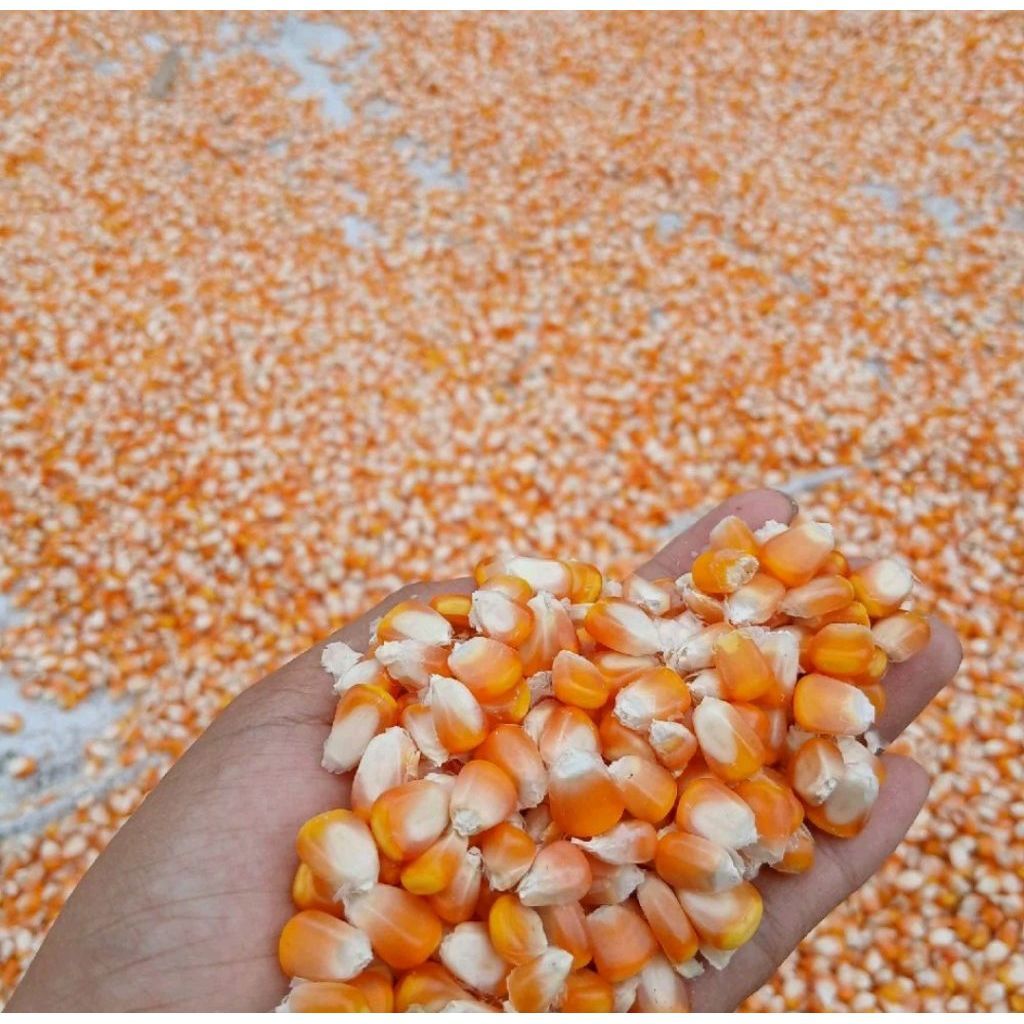 Jagung pipil kering utuh kisat (1 Kg)