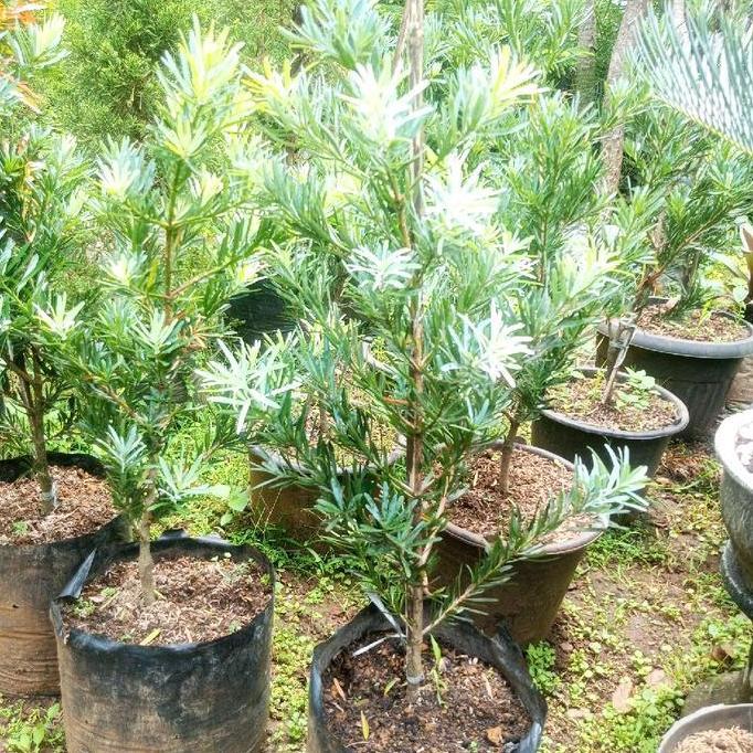 Pohon Hias Lohansung Silver 1,5 Meter / Pohon Lohansung Silver