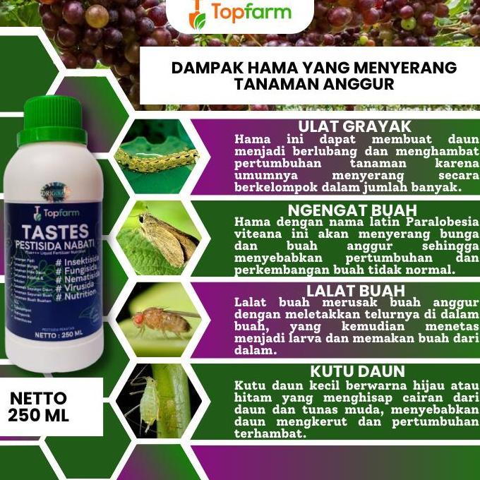 Yuhu- Pestisida Untuk Pohon Anggur / Pestisida Khusus Tanaman Anggur / Pestisida Buah Anggur / Pesti