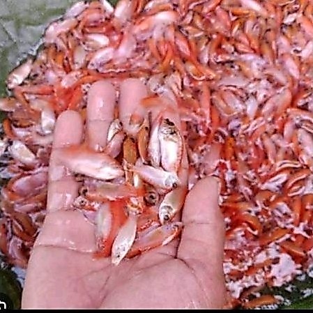 BIBIT IKAN NILA MERAH INDUKAN BABON LITERAN