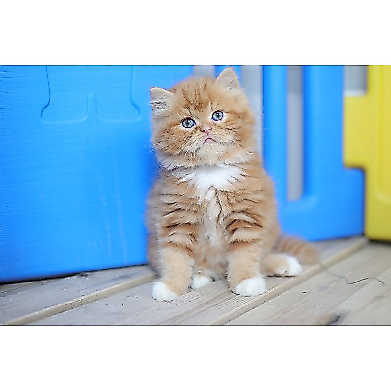 Persia Flatnose Longhair Kitten Anak Kucing