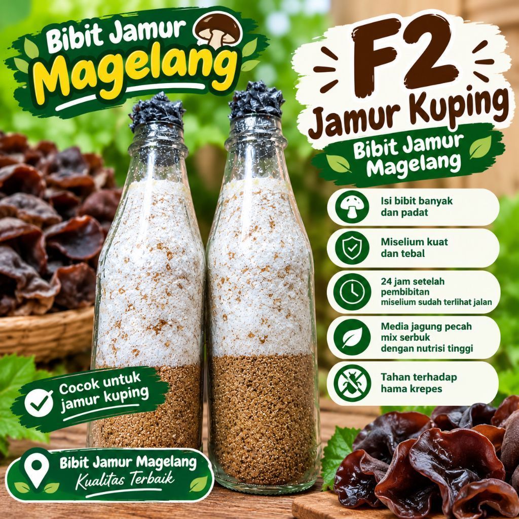Bibit F2 jamur kuping