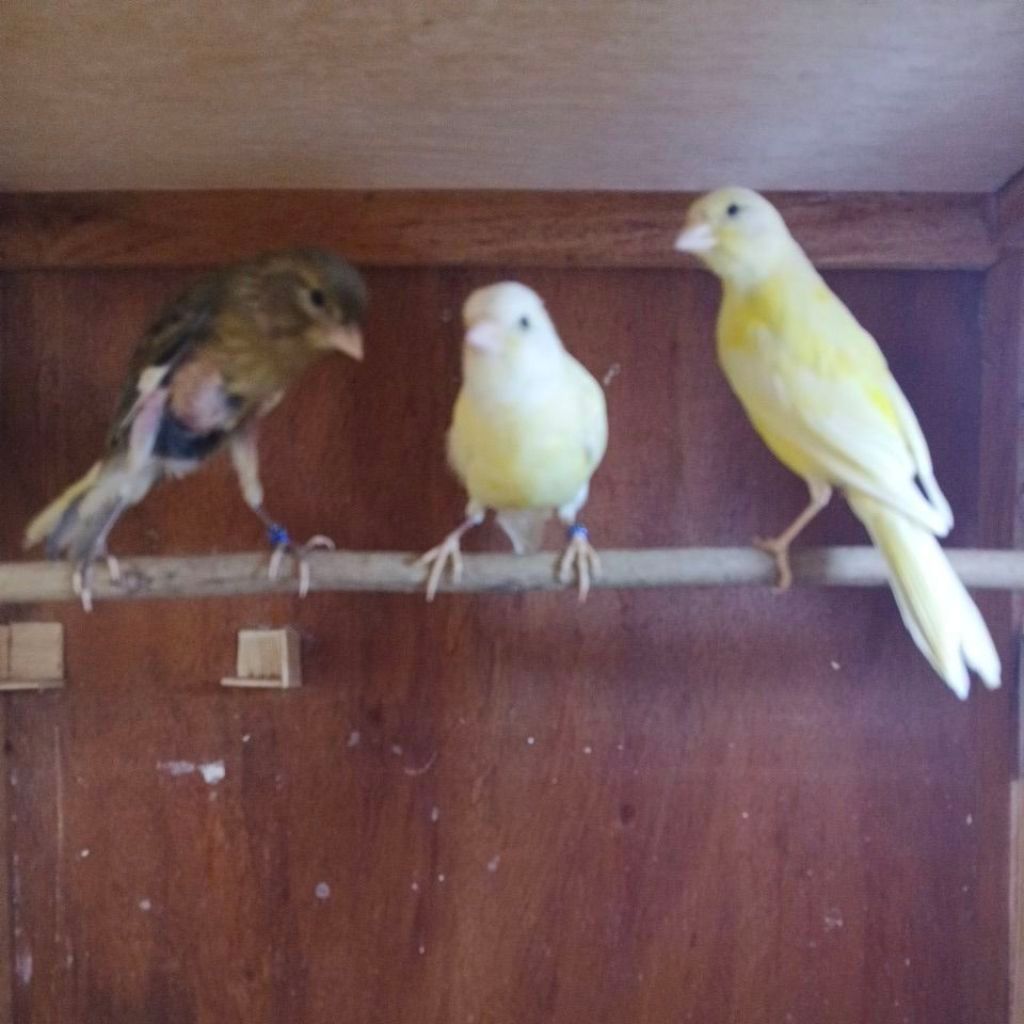 Kenari Paud Bahan AF Kuning Cerah Bon Kuning