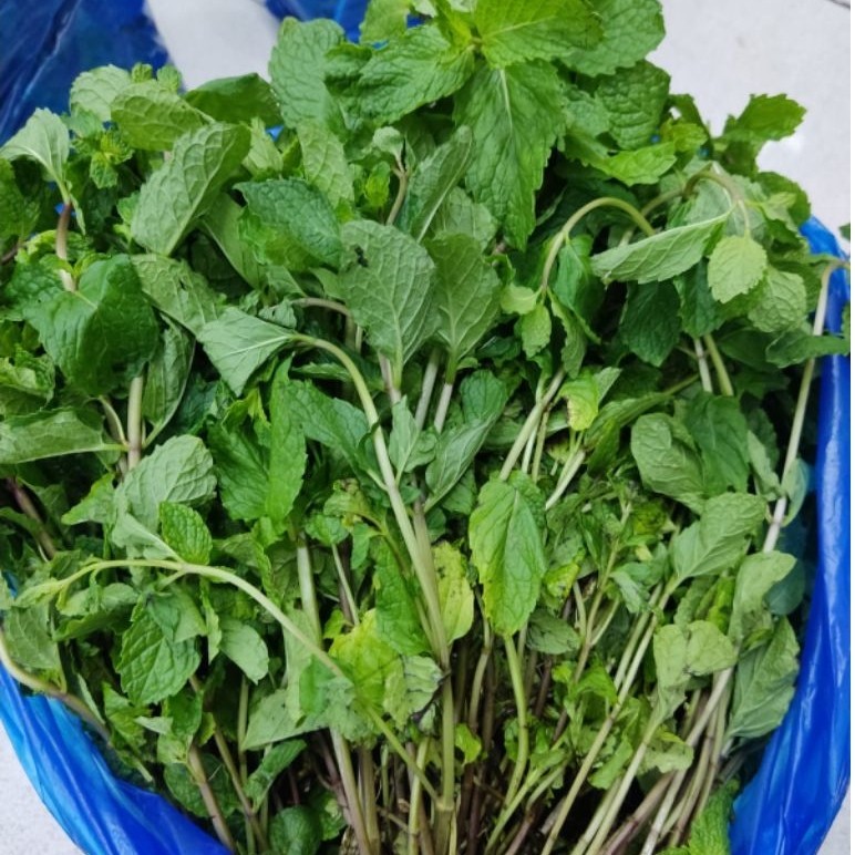 daun mint segar