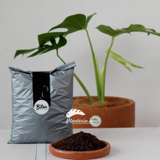 Media Tanam Monstera Philodendron Media Tanam Monstera Ajaib 2 Kg Allshop