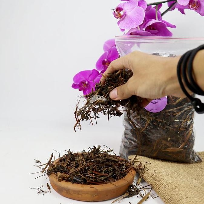 Media Tanam Anggrek Dendrobium Media Tanam Anggrek Organik Siap Pakai Allshop