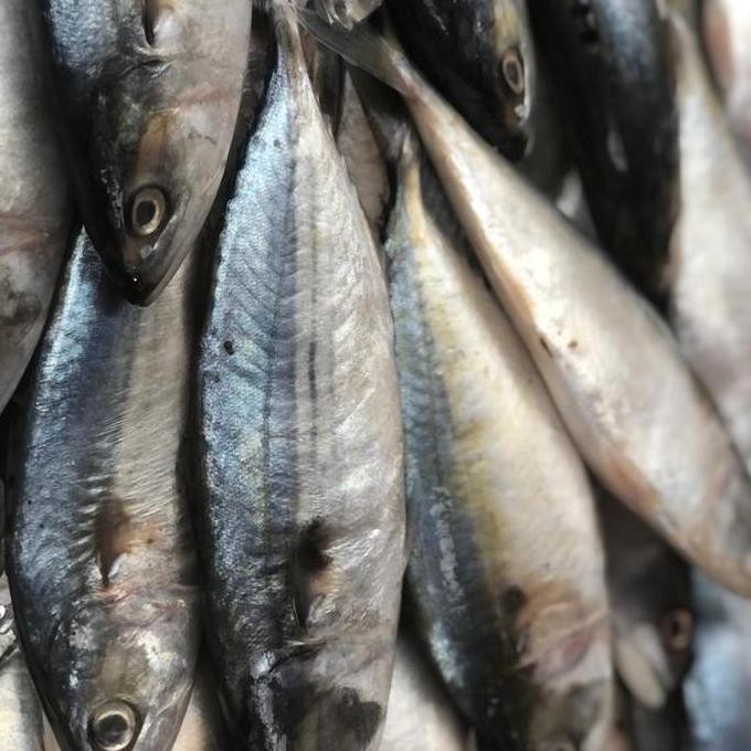 

Df221>> Kembung Banjar Froozen