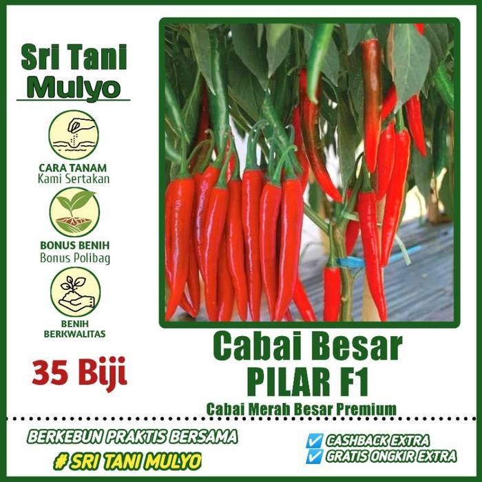 Cod - 35 Biji - Benih Cabe Merah Besar Pilar F1 Cap Panah Merah Repack