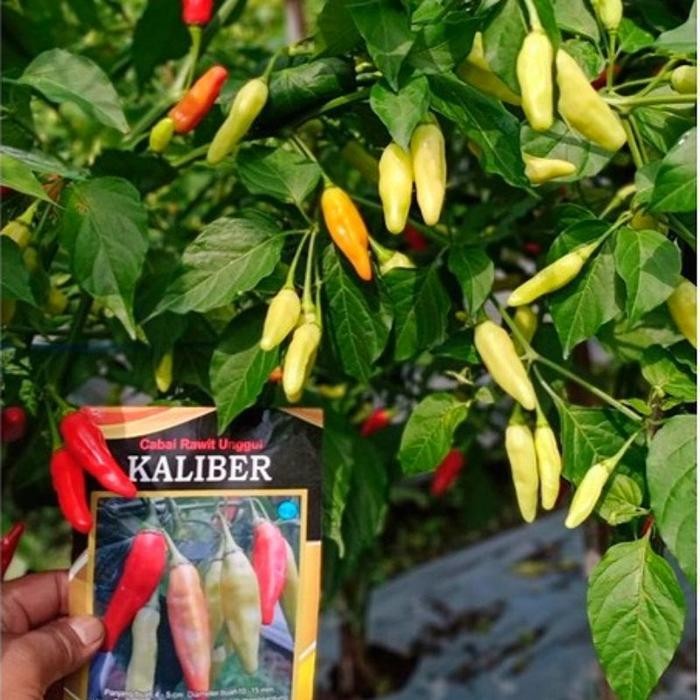 Cod - Benih Cabai Rawit Unggul Terbaru Kaliber Wijitani Repack Original 100 Biji - Bibit Cabai Rawit