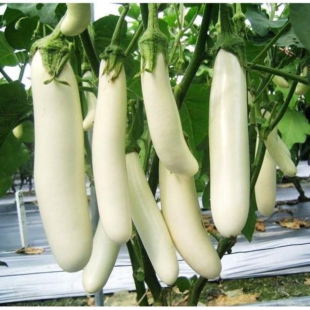 Cod - 25 Biji - Benih Terong Putih Unggulan Ratih Putih - Cap Bisi Mudah