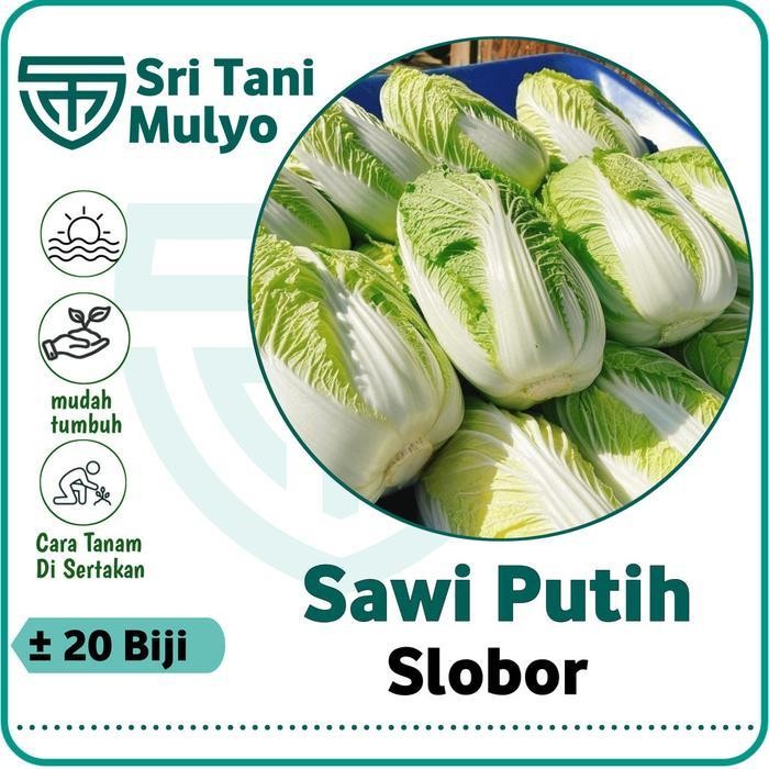 [Cod] - 20 Biji Benih Sawi Putih Slobor F1 Import Quality Seed, Bibit Sayuran Benih Sayuran - Sawi P