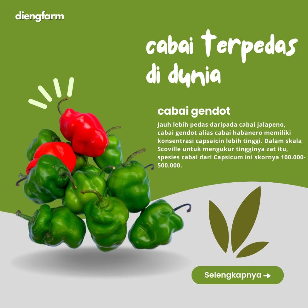 

Promo Cabai Gendot Dieng Merah Dan Hijau 500 Gram