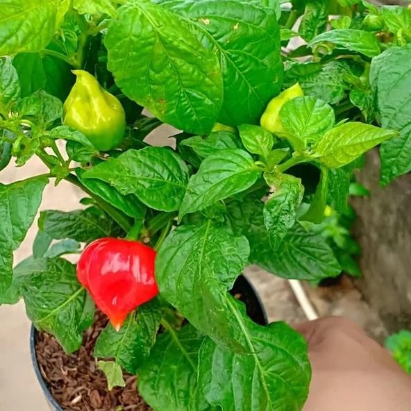 

Unik Tanaman Cabe Paprika - Cabai Gendot - Lombok Terpedas Di Dunia