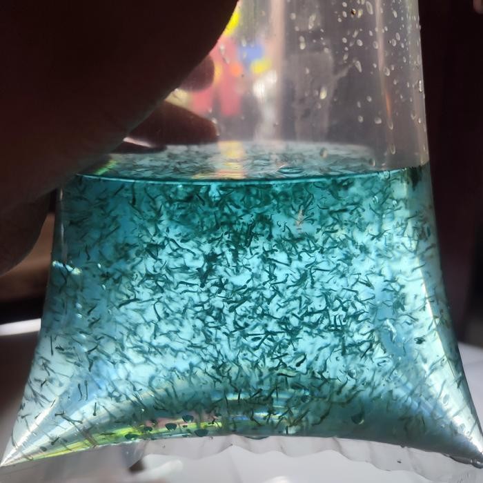 RAS Encu jentik makanan ikan pakan obat cupang Burayak ncu Solitaire kutir