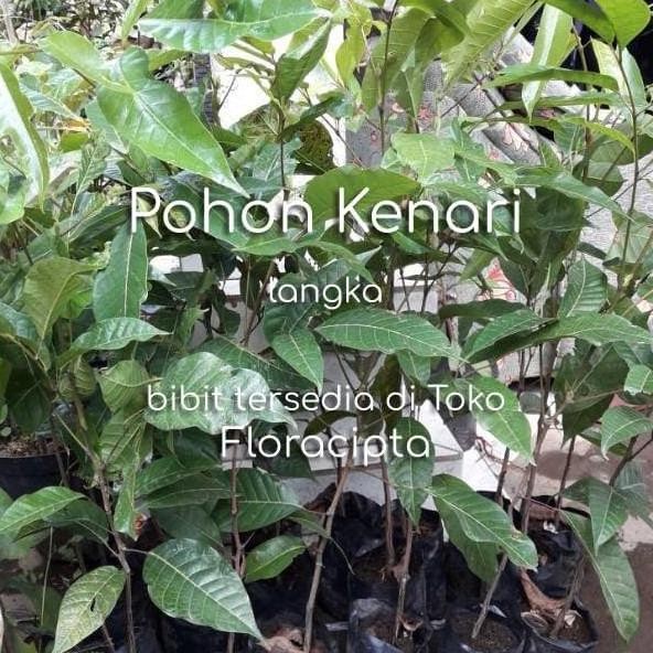PREMIUM Terlaris Pohon Kenari Bibit Tanaman Buah Kenari Bumbu Rempah Dapur