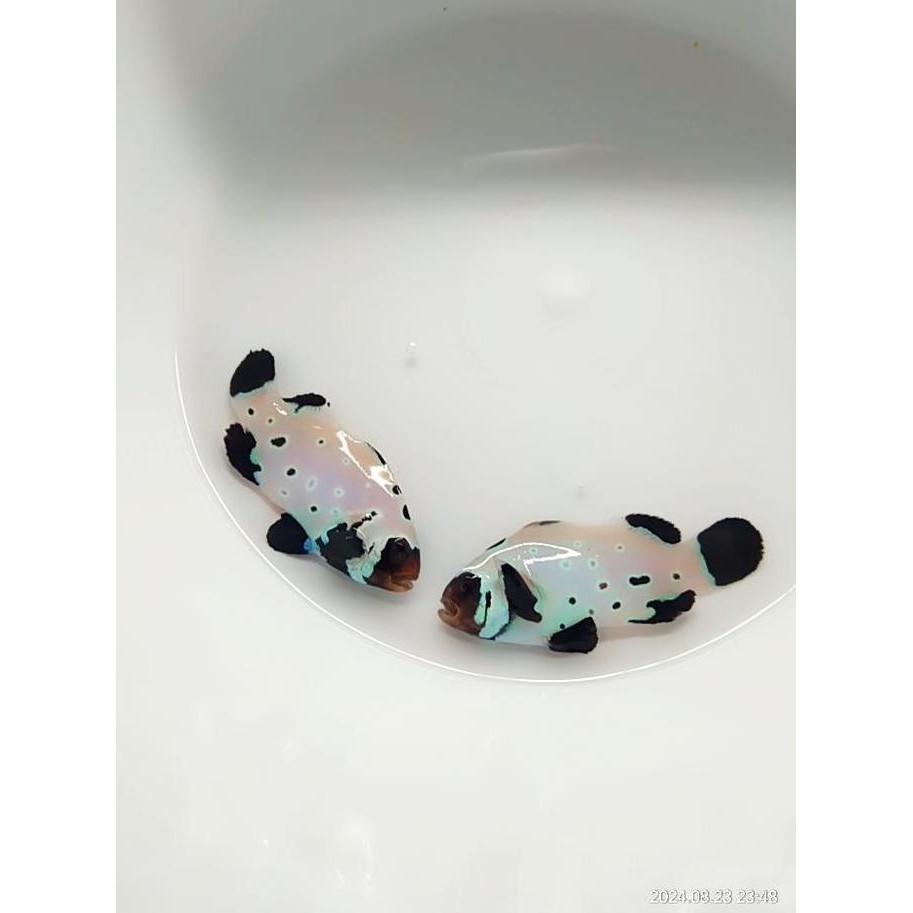 New  Black  Frosbite Clownfish