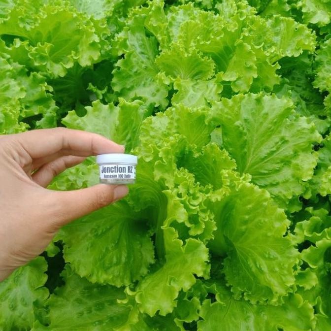 Benih Selada RZ Jonction RZ Junction 100 Butir / Pills Bibit Selada RZ Flo Hidroponik