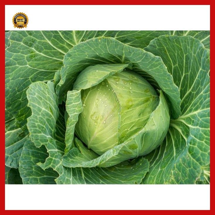 (Best Saller) Benih Kubis Hibrida Kk Cross 20 Ml Takii Seed Bibit Unggul Tahan Penyakit Hidroponik K