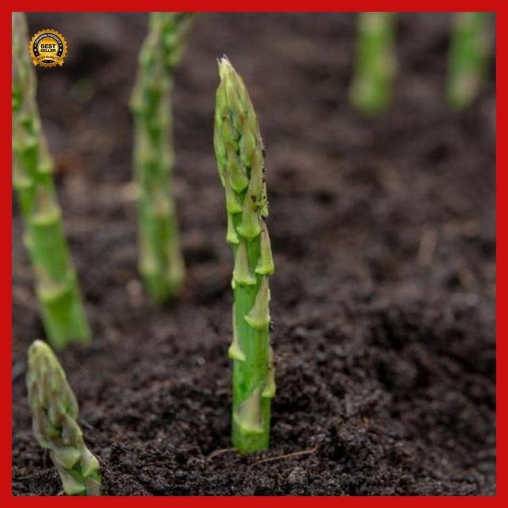 (Termurah) Benih Asparagus / Akar Parsi Isi 2 Biji. Bestseller
