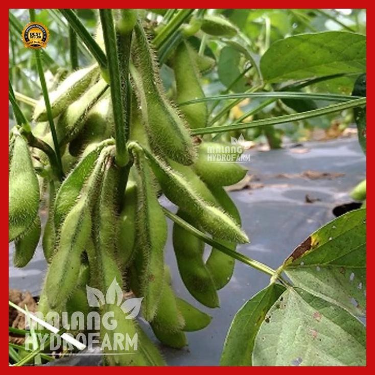 

(Best Saller) Benih Kedelai Edamame Jepang 5 Biji Unggulan Berkualitas Bibit Hydroponik Hidroponik Sayuran Sayur Kacang Tanaman Kedele Bestseller