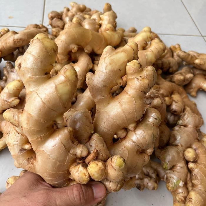 

HS Jahe Gajah Putih Super Fresh Rimpang Sudah Bersih Dicuci