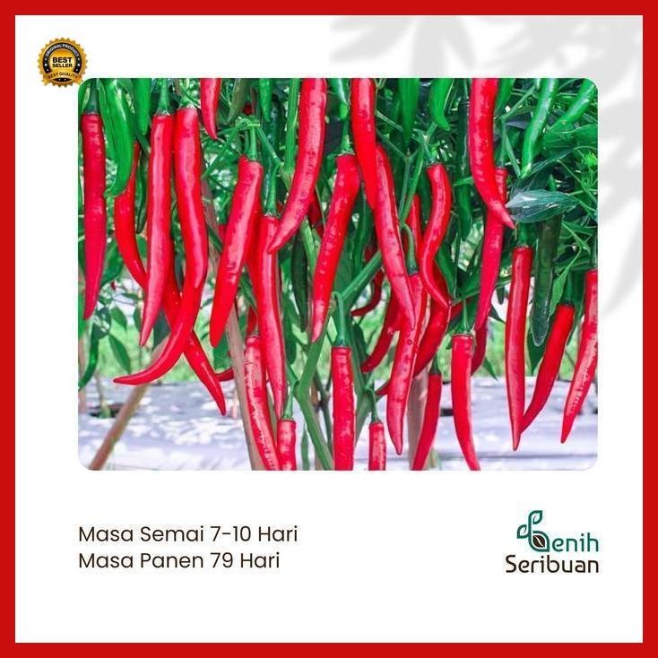(Promo) 5 Bibit Cabe Merah Besar Hibrida Darmais Benih Cabai Buah Lebat Besar Bestseller