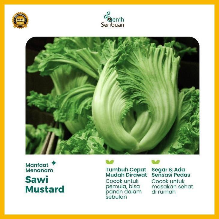 (Ready) 50 Benih Sawi Mustard Head Lettuce Known You Seed Bibit Sayur Unggul Bestseller