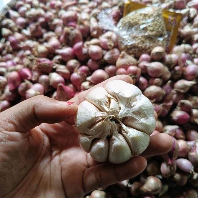 

JR26 Bawang honan berat 1kg bonus kunyit fresh