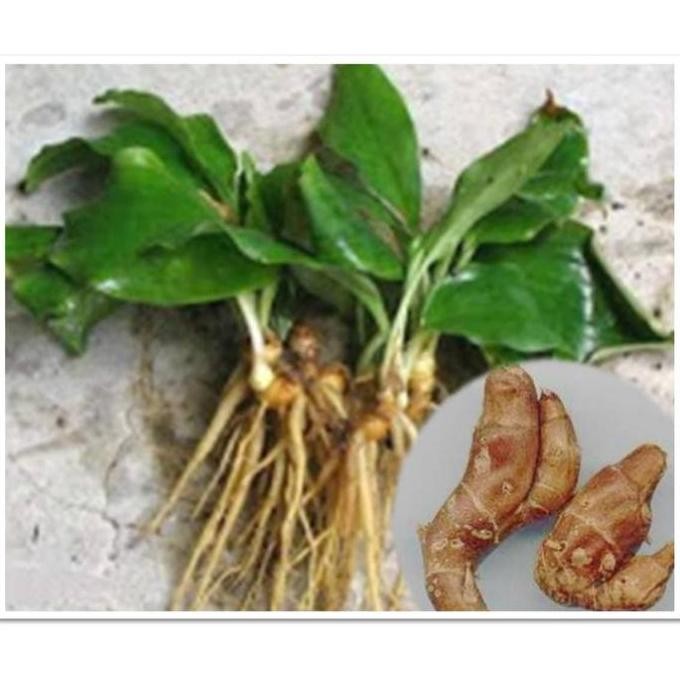 

JR26 Bibit Kencur Obat Herbal