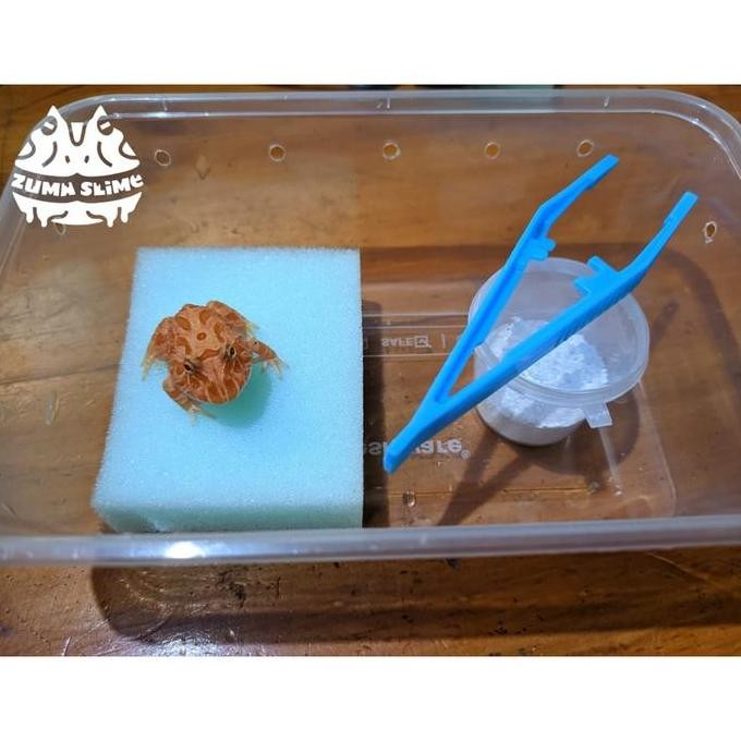 kodok pacman frog all variant warna