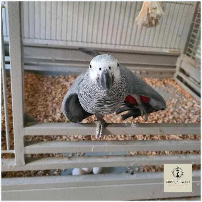 

NEW ORI TELUR BURUNG KAKA TUA ABU-ABU FERTIL TERBAIK