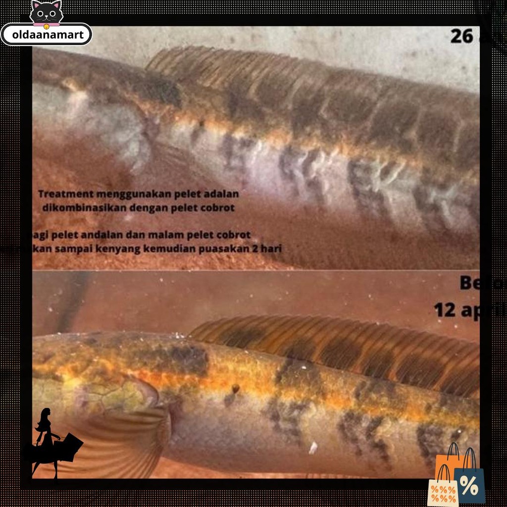 Harga Grosir PELET ANDALAN Mr. fish bukan BANG FISH  AQUATIC 60gram UNTUK PROGRES BUNGA CHANNA MARU