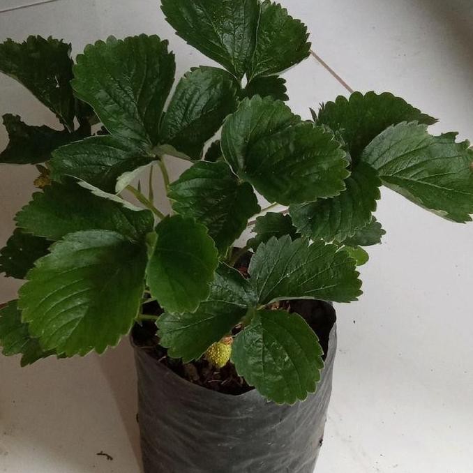 BISA BERBUAH DI POT bibit buah strawberry siap berbuah