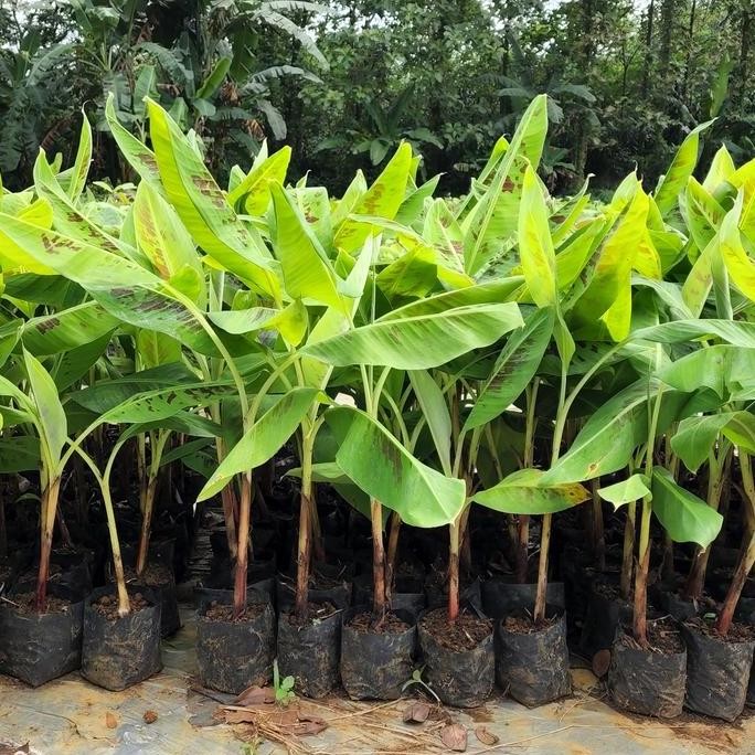 Bibit kultur jaringan Pisang Cavendish CJ40