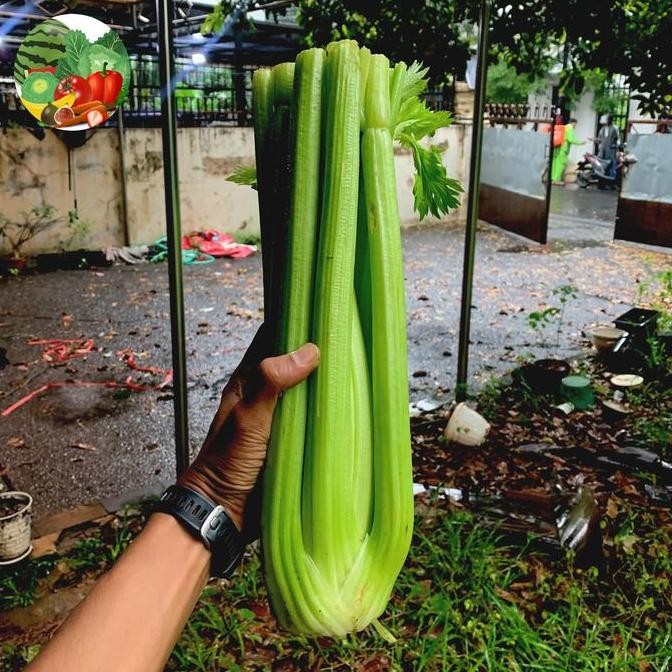 New Seledri Stick / Celery / Seledri stick impor