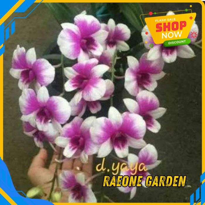ANGGREK ANGGREK MINI YAYA COMPACTUM TERBAIK