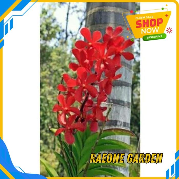 ANGGREK BULAN PUTIH HIDUP SEGAR VANDA MOKARA JUMBO TERMURAH