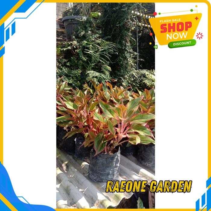 BUNGA ANGGREK POT CANTIK TANAMAN AGLONEMA LIPSTIK RUMPUN 6 BESAR DG TERMURAH