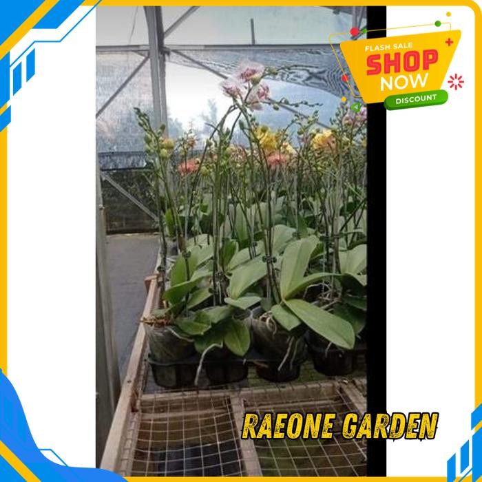 TANAMAN ANGGREK MINI POT BULAN NOVELTY SPIKE KENOP MEKAR KUALITAS TERBAIK