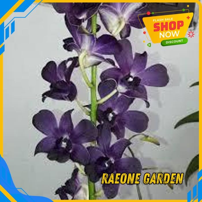 ANGGREK BULAN PUTIH HIDUP SEGAR ANGGREK DENDROBIUM VARIAN BIRU BEST SELLER